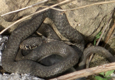 Sicilian version of a garter snake.